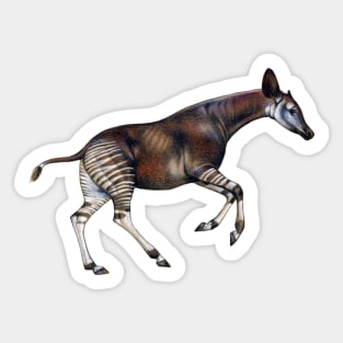 Okapi Sticker